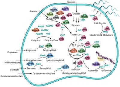 Bacterial Sirtuins Overview: An Open Niche to Explore